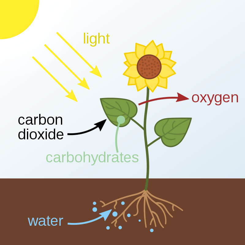 fact-humans-exhale-carbon-dioxide-trees-absorb-carbon-dioxide-trees