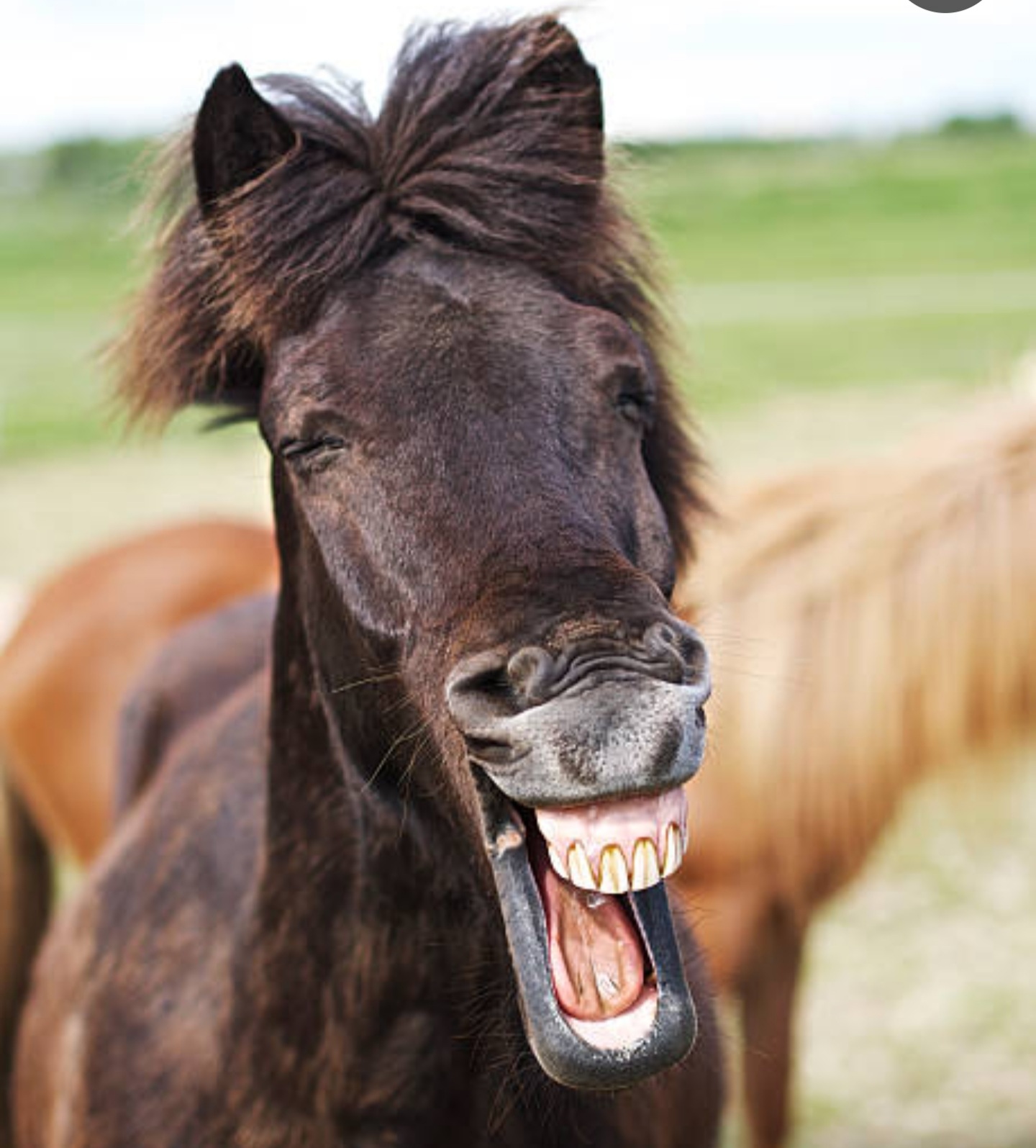 Лошадиные зубы. Лошадь ржет. Лошадиный оскал. Смешной конь. Конь улыбается.
