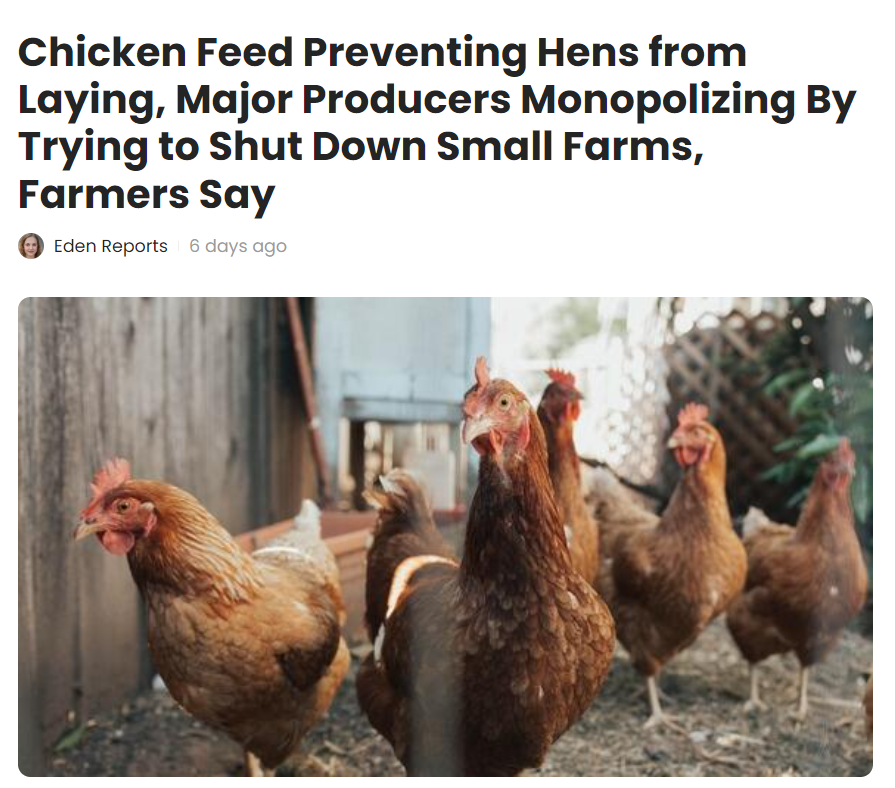 Small chicken farmers realized that their hens were not laying eggs because of the feed produced by large commercial egg layers, they switched to goat feed and the hens started laying again.  #Chickengate – The Donald – America First